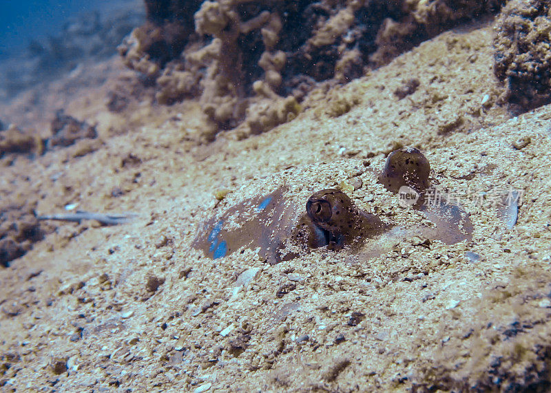 水下伪装蓝斑刺(Neotrygon kuhlii)